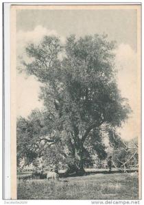 BR44674 Kabylie oliever pres de tizi ouzou  2  scans