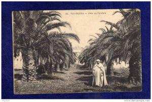 ALGERIE / ALGERIEN   Tizi Ouzou  Allee de Palmiers