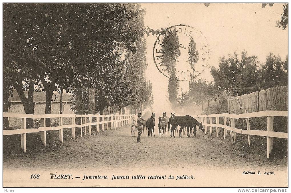 cpa tiaret juments suitées rentrant du paddock