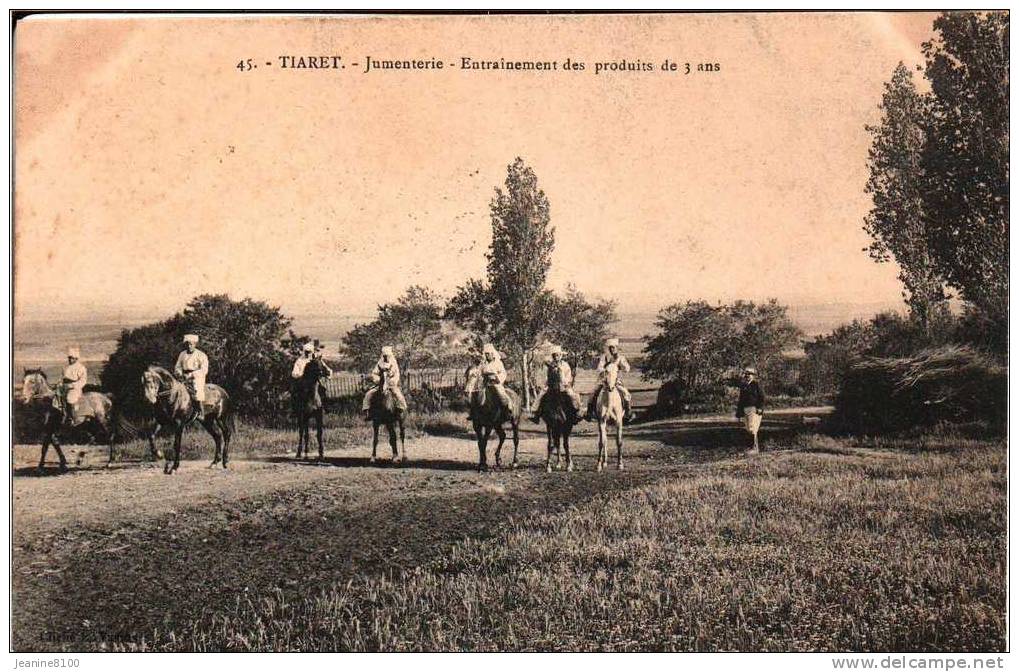 TIARET  Jumenterie -Entrainement des produits de 3 ans