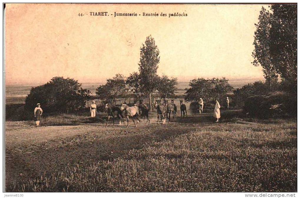 TIARET  Jumenterie -Entrée du Paddocks