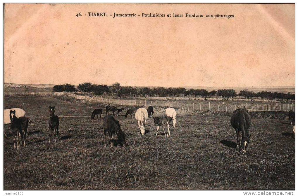 TIARET  Jumenterie -Pouliniéres et leurs Produits aux Pâturages