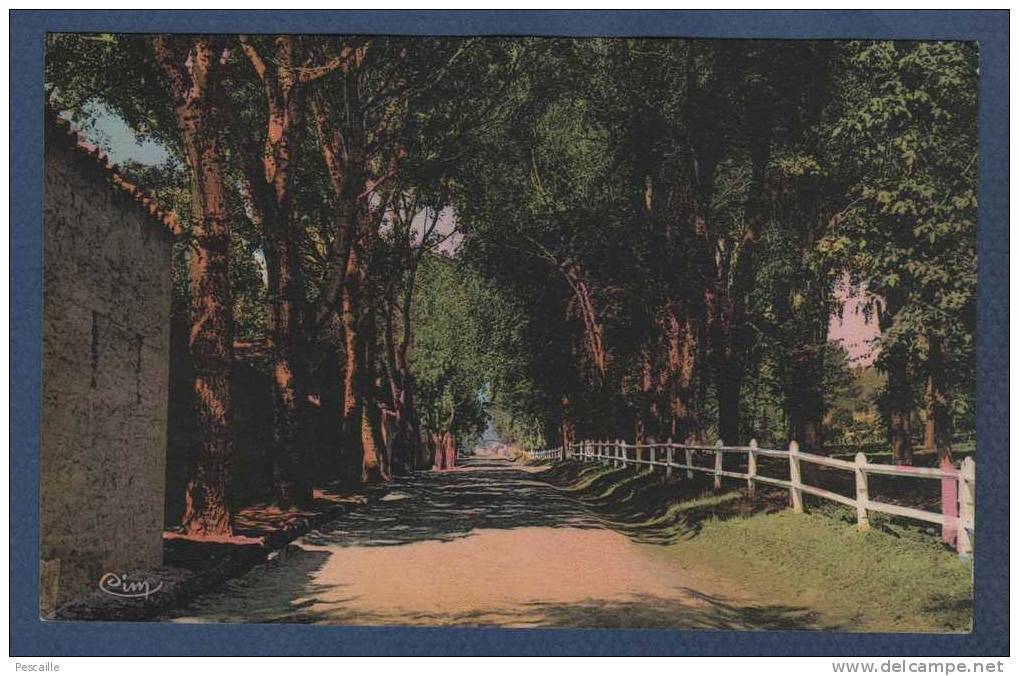 ALGERIE - CP TIARET - UNE ALLEE DE LA JUMENTERIE - CIM