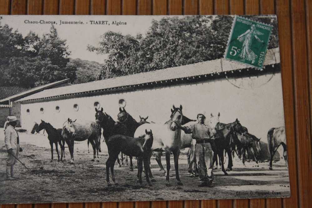 1909 CPA  TIARET Chaoua Chaoua la Jumenterie Chevaux  Algérie Ex colonie Française dition gaspari Oran pour Bégles 33