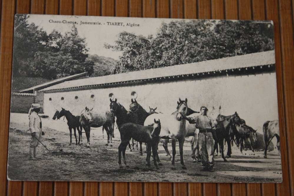 1909 CPA  TIARET Chaoua Chaoua la Jumenterie Chevaux  Algérie Ex colonie Française dition gaspari Oran pour Bégles 33
