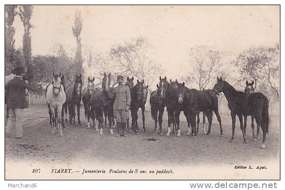 ALGERIE.TIARET.JUMENTERIE POULAINS DE 3 ANS AU PADDOCK  editeur agot