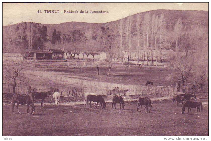 TIARET_Paddock de la Jumenterie