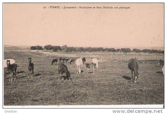 TIARET 46 JUMENTERIE POULINIERES ET LEURS PRODUITS AUX PATURAGES