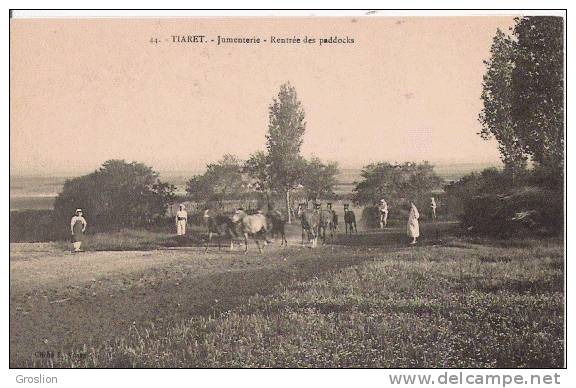 TIARET 44 JUMENTERIE RENTREE DES PADDOCKS (ANIMATION)