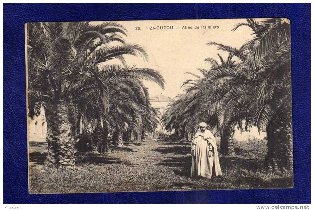 ALGERIE / ALGERIEN   Tizi Ouzou  Allee de Palmiers