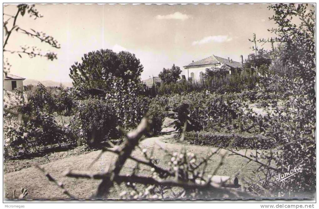 TIZI-OUZOU - La Pépinière