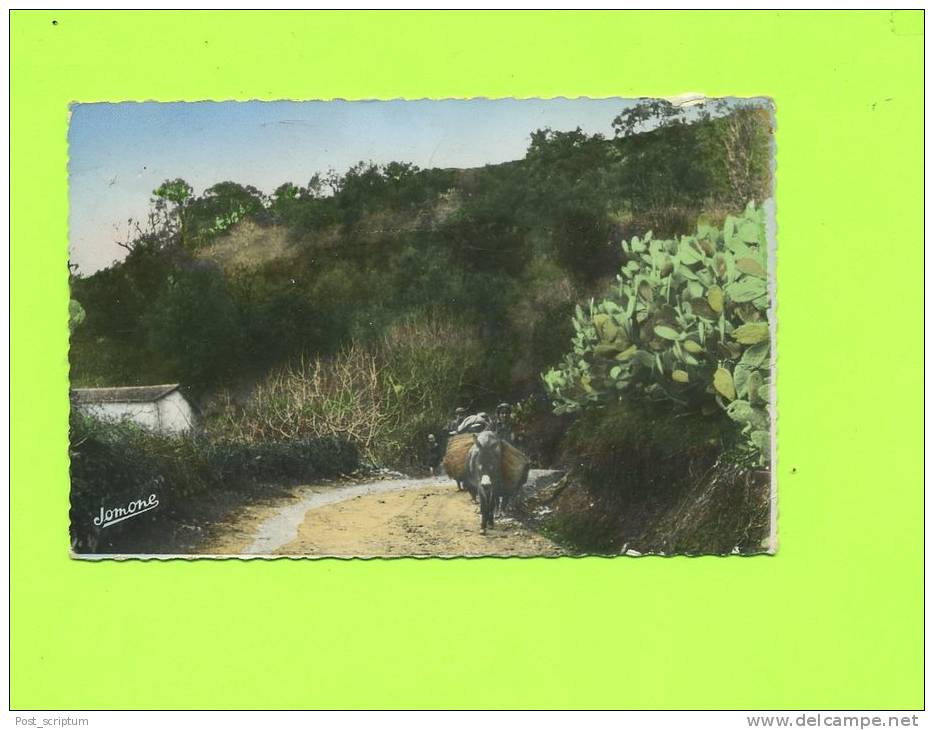 Afrique - Algérie - carte postée à Tizi Ouzou - La Kabylie - scène de montagne