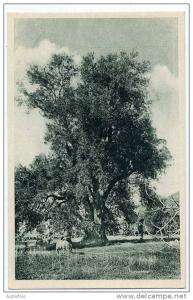 ALGERIE  -  OLIVIER PRES DE TIZI OUZOU