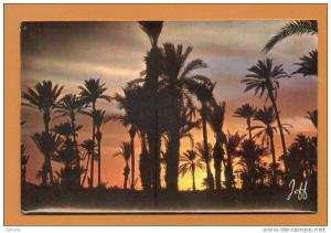 CPSM  AFRIQUE DU NORD  -  801  Coucher de Soleil sur la Palmeraie