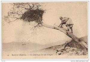 cpa Algerie Kabylie Kabyle un denicheur de nid d´aigles