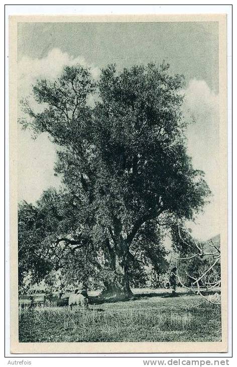 ALGERIE  -  OLIVIER PRES DE TIZI OUZOU