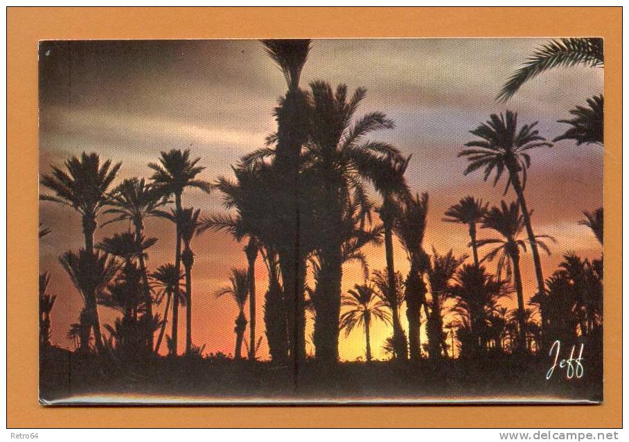 CPSM  AFRIQUE DU NORD  -  801  Coucher de Soleil sur la Palmeraie