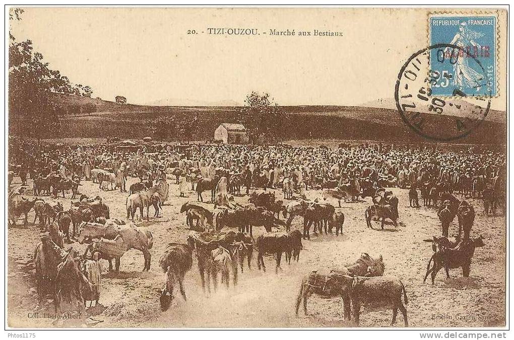 Algérie - Tizi Ouzou - Marché aux bestiaux  /5718