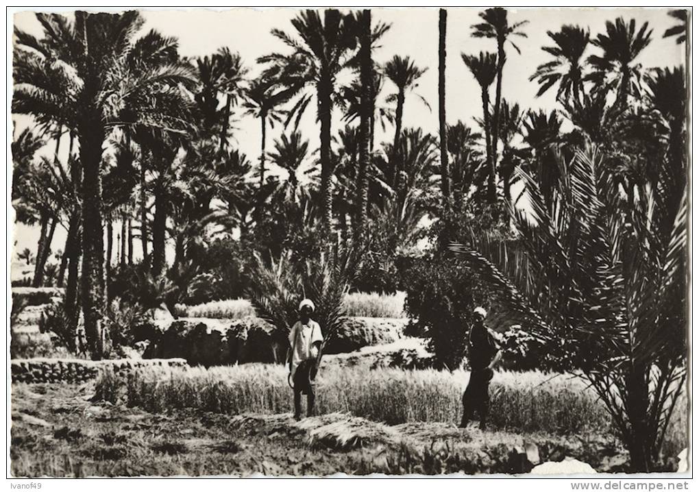 ALGERIE - COLOMB BECHAR - CPSM - Un coin de la Palmeraie