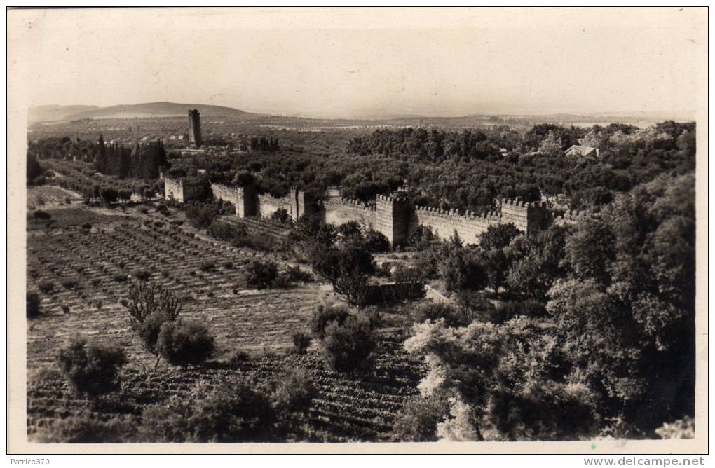 ALGERIE TLEMCEN - Ruines de Mansourah Culture Semble vigne