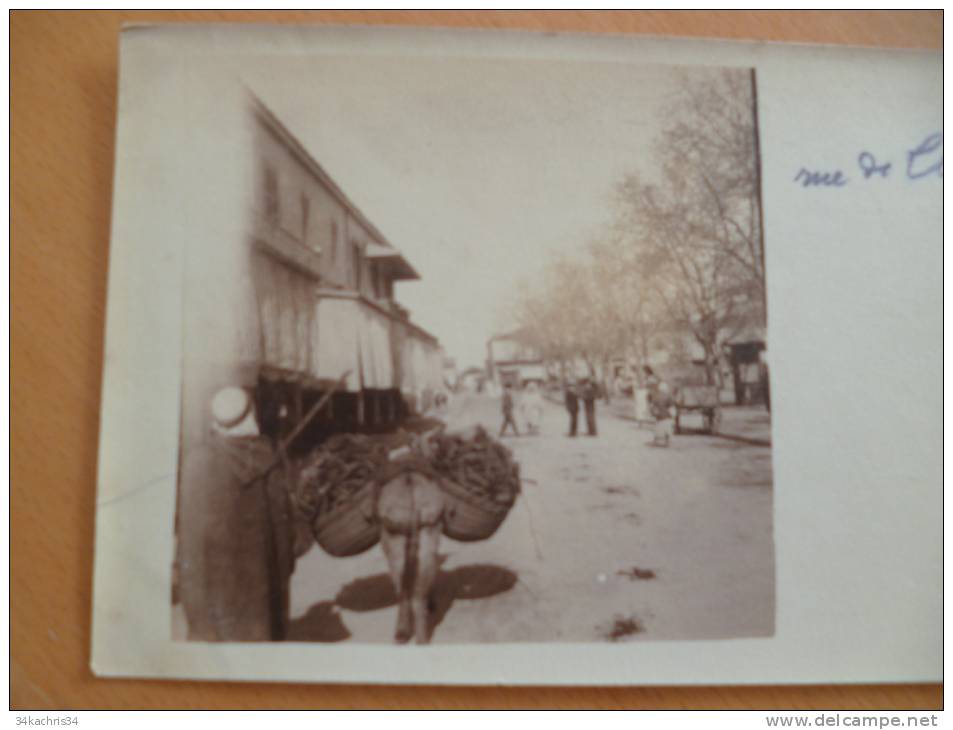Carte photo Algérie. Tlemcen.Rue
