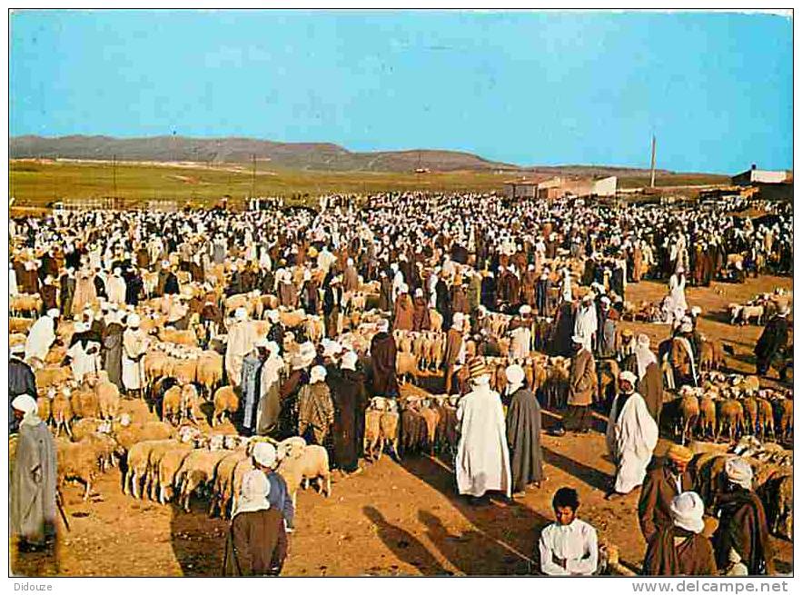 Algérie - Tlemcen - Le Marché des Moutons - Voir Scans Recto-Verso