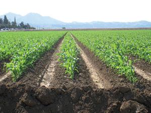 Mostaganem - Controverses autour de la mise à niveau de l’agriculture