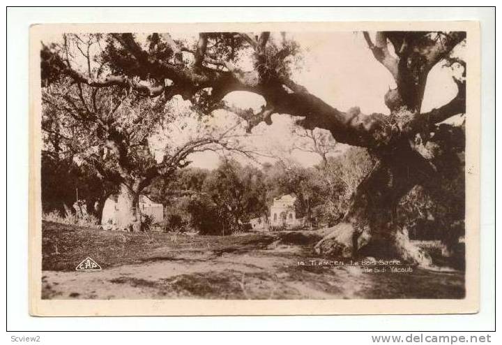 RP  TLEMCEN.-Le Bois Sacre de Sidi Yacoub, 20-40s Algeria