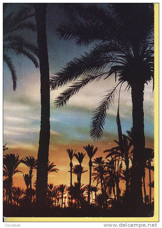 ALGERIE coucher de soleil sur la palmeraie