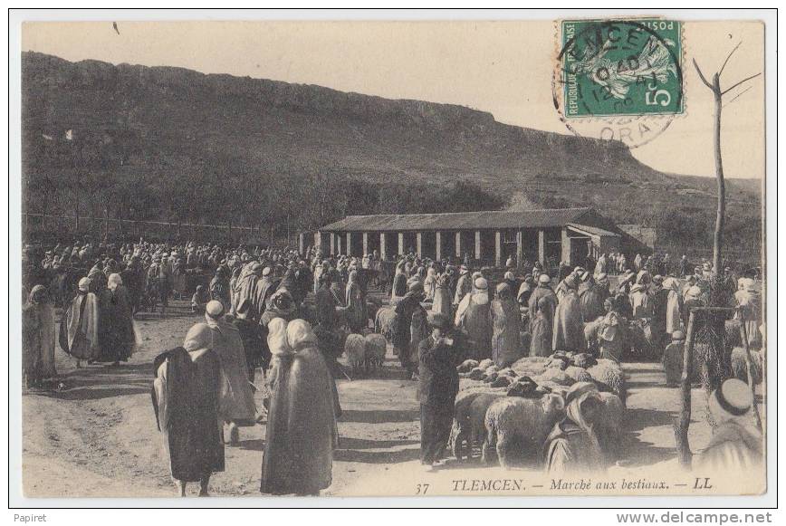 cpa Algerie Tlemcen le marché aux Bestiaux (mouton) obliteration tlemcen oran 1909