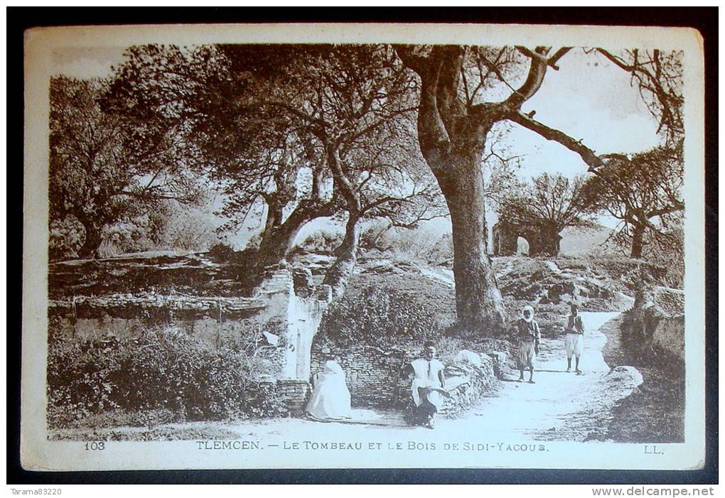 CPA TLEMCEN _ LE TOMBEAU ET LE BOIS DE SIDI YACOUB