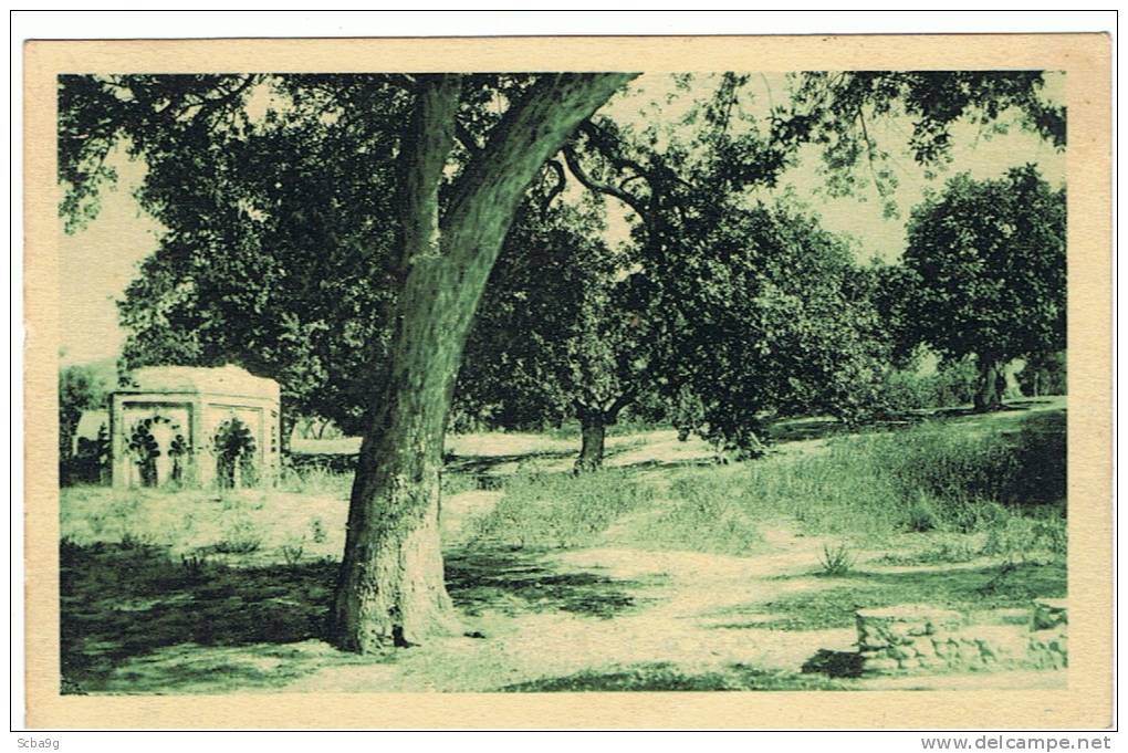 TLEMCEN BOIS D'OLIVIERS