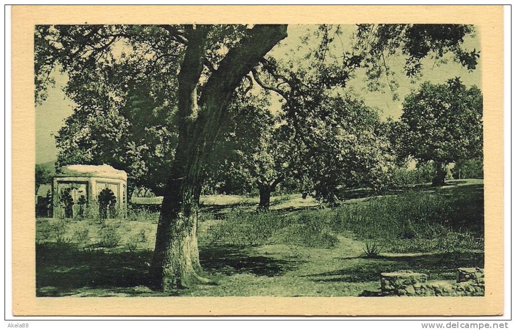 ALGERIA - TLEMCEN - BOIS D'OLIVIERS - CENTENARIO 1930