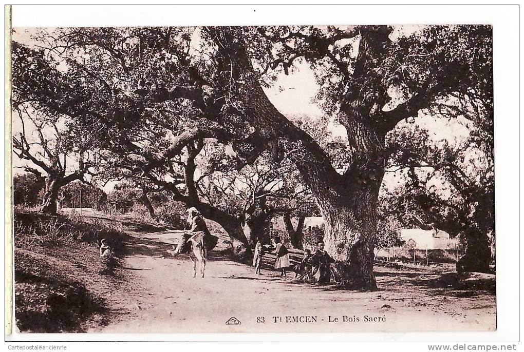 Algerie TLEMCEN BOIS SACRE de Sidi Yacoud ( âne ) CPA 1930s CAP 83 Maghreb Algeria Algerije Algerien