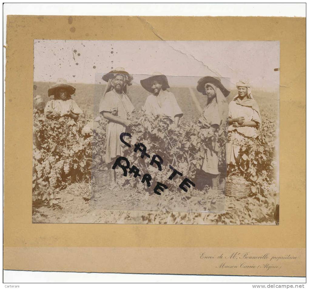 afrique,Algérie,pieds noirs Maison Carrée 1900,prés alger,métier récolte raisin,vendange,coteau,co lons français,rare