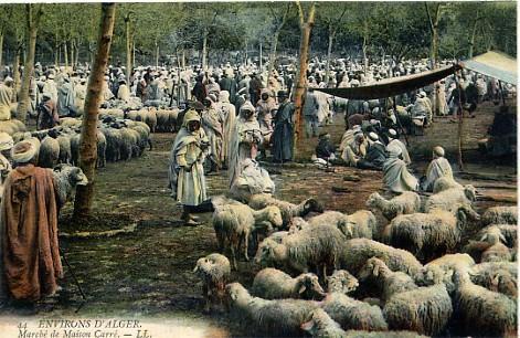 Environs d' Alger le marché aux moutons de Maison Carré Carte LL N° 44