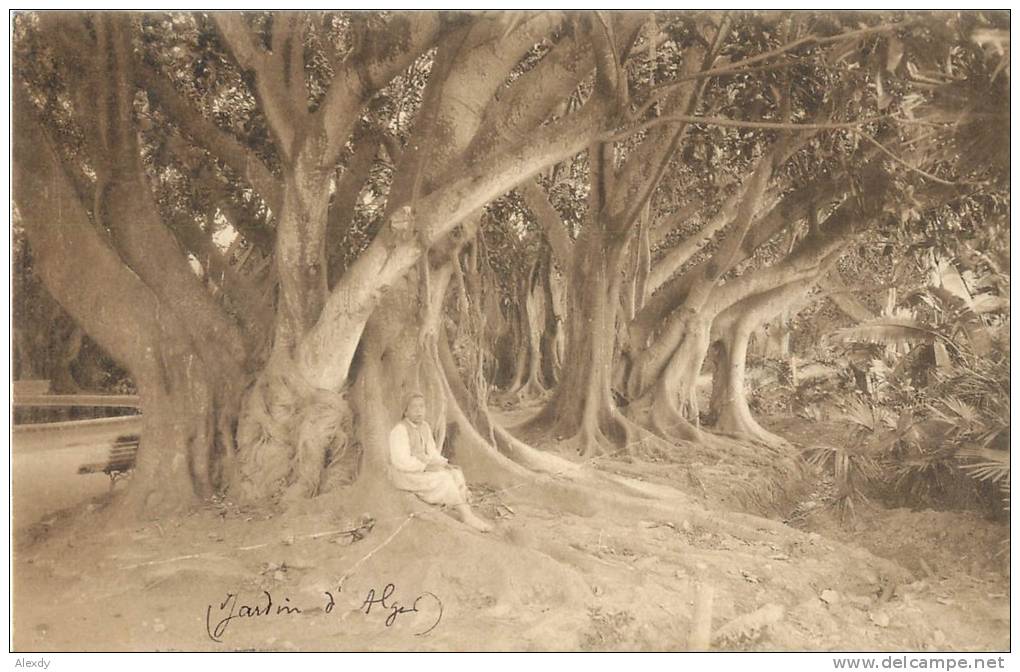 (CN2) NEW CPA ALGER TOP RARE *** JEUNE GARCON SOUS UN BEL ARBRE AU JARDIN D'ALGER 1908 *** PLATEAU SAULIERE