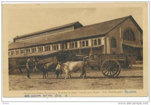 Bone Domaine St Vincent Les Vendanges Vignes Attelage de Boeufs, Fermes Françaises
