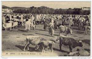 Carte Postale Ancienne Algérie -  Bône. Le Marché aux Bestiaux - Foire, commerces, boeufs, bovins