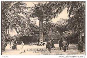 ALGERIE- ref no 665- bone -  les palmiers du cours national- l algerie illustree  - bon etat