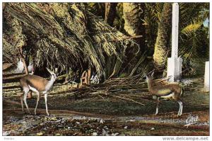 AFRIQUE. ALGERIE. AUTRES VILLES. COLOMB BECHAR. Les Gazelles du Jardin Public. Carte Dentelée.