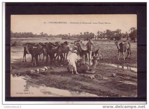 ALGERIE - Colomb-Béchar - chameaux à l'abreuvoir dans l'Oued Béchar