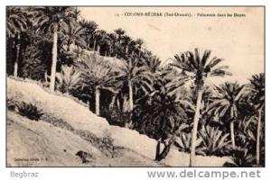 COLOMB BECHAR       14   PALMERAIE     DANS LES DUNES