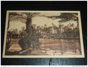 COLOMB BECHAR - ETUDE DE PALMIERS - AFRIQUE ALGERIE