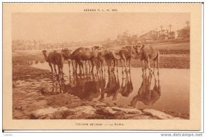 CPA brune  COLOMB BECHAR - La rivière et les chameaux ou dromadaires