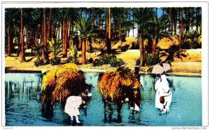 ALGERIE cpa COLOMB BECHAR  VACHES MOISSONEUSES.