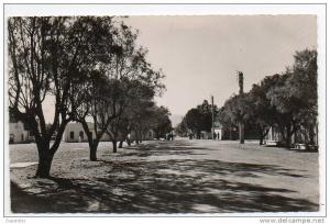 Algérie /  COLOMB - BECHAR  Avenue Poincaré