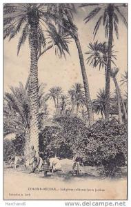 ALGERIE.COLOMB- BECHAR .INDIGENES CULTIVANT LEURS JARDINS....un peu tache voir scan