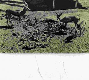 COLOMB-BECHAR - GAZELLES - JARDIN DE LA PALMERAIE - sm n&b dentelée n°2