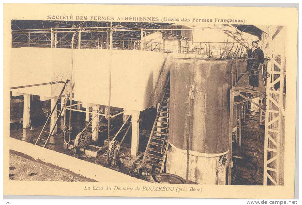 la cave du domaine de bouaerou près bone société des fermes algériennes